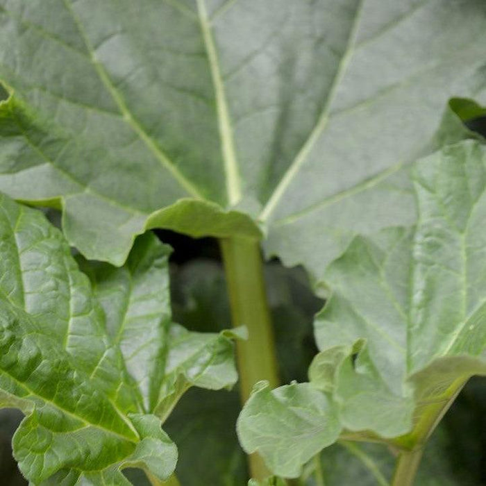 Rheum 'Victoria'  - Victoria Rhubarb - Shipped