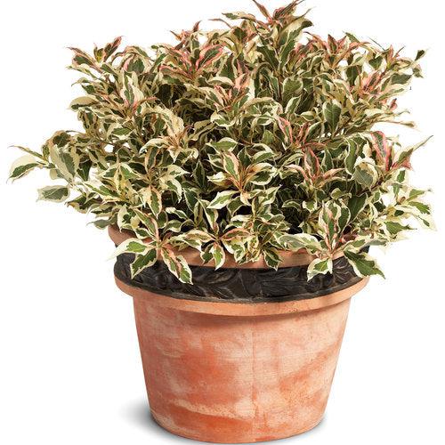 My Monet® Weigela - Shipped