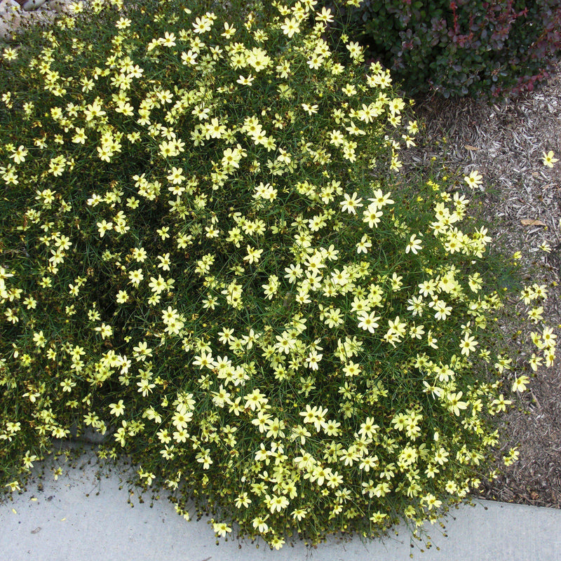 Moonbeam Threadleaf Coreopsis - Shipped