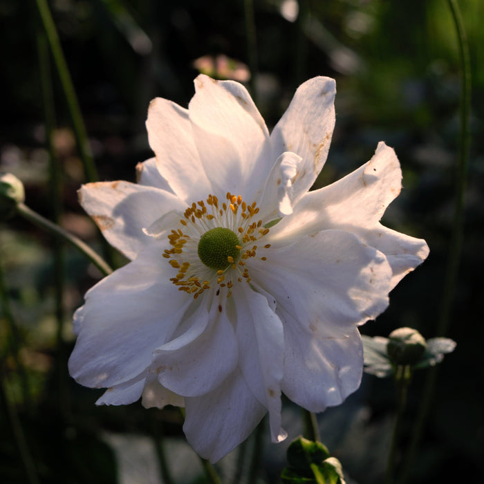 Anemone x hybrida 'Whirlwind'  - Whirlwind Anemone - Shipped