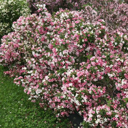 Czechmark Trilogy® Weigela - Shipped