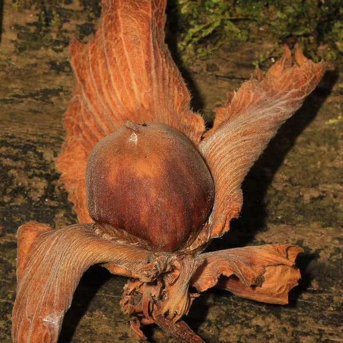 Corylus americana  - Hazelnut, American Filbert - Shipped