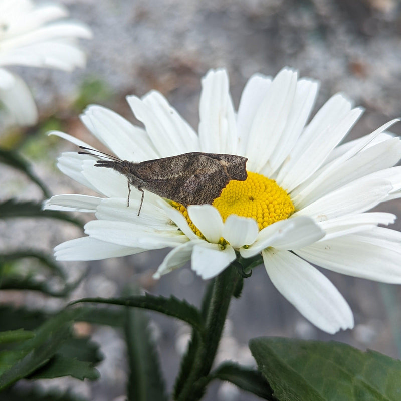 Amazing Daisies® Daisy May® Shasta Daisy - Shipped