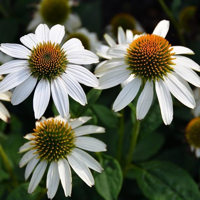 Echinacea purpurea 'PowWow White'  - PowWow® White Echinacea, Coneflower - Shipped