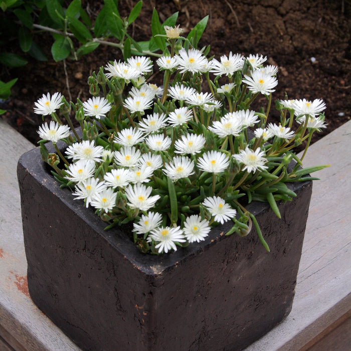 Delosperma cooperi 'Jewel of Desert Moonstone'  - Jewel of Desert® Moonstone Ice Plant - Shipped