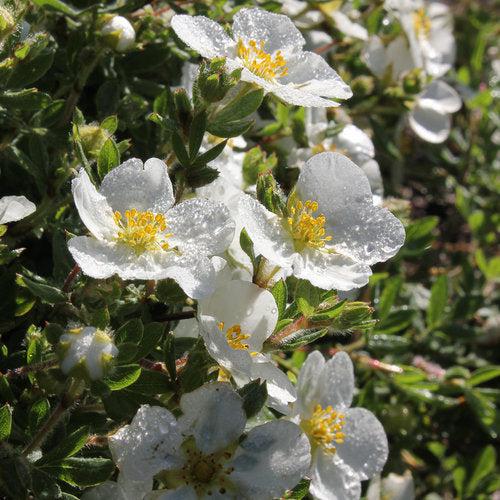 Happy Face® White Potentilla - Shipped