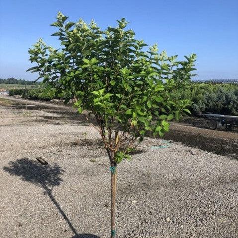 Proven Winners® Limelight® Hydrangea - Shipped