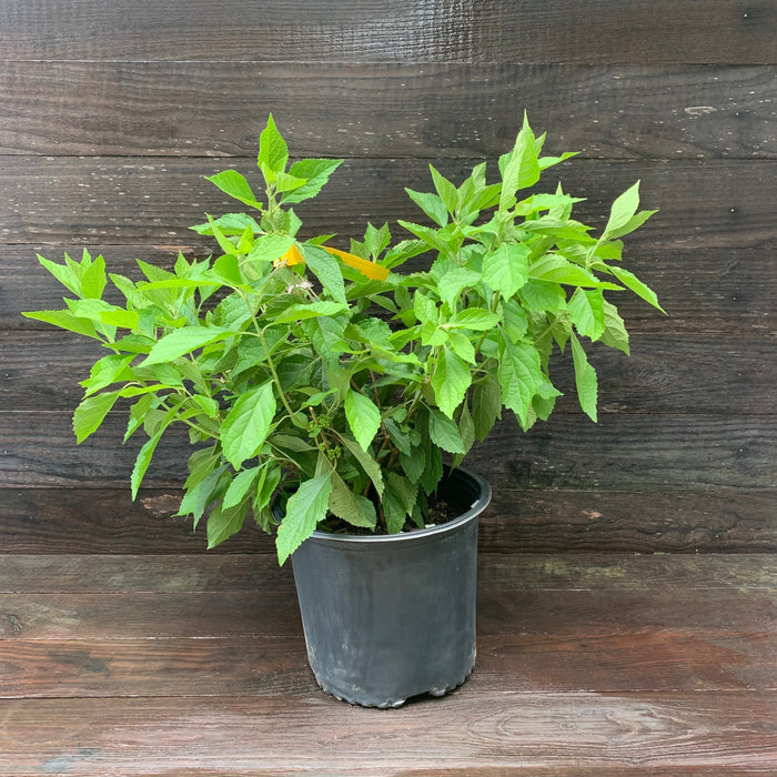 Callicarpa americana  - American Beautyberry - Shipped