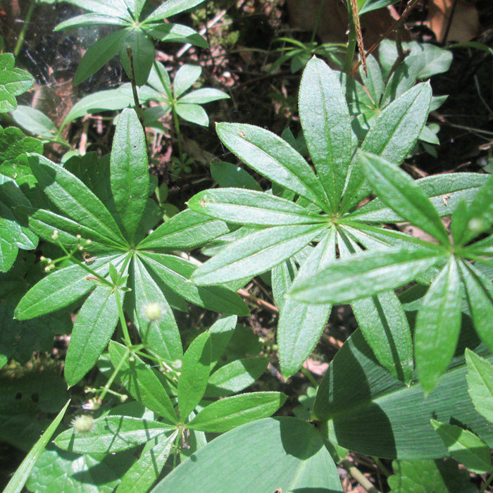 Sweet Woodruff - Shipped