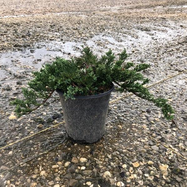 Blue Rug Juniper - Shipped