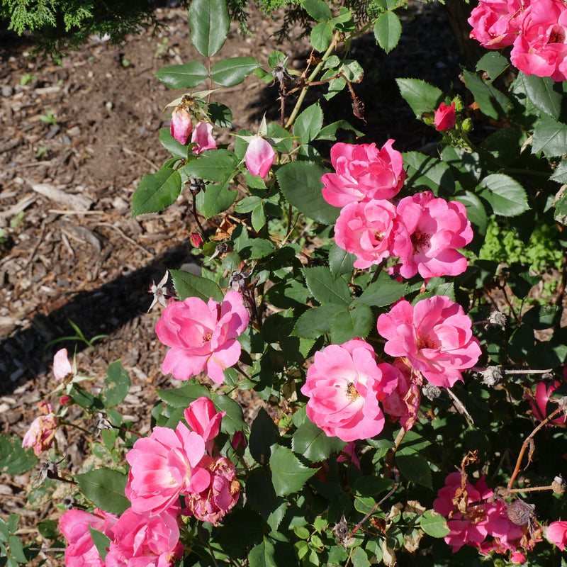 Pink Knock Out® Rose - Shipped