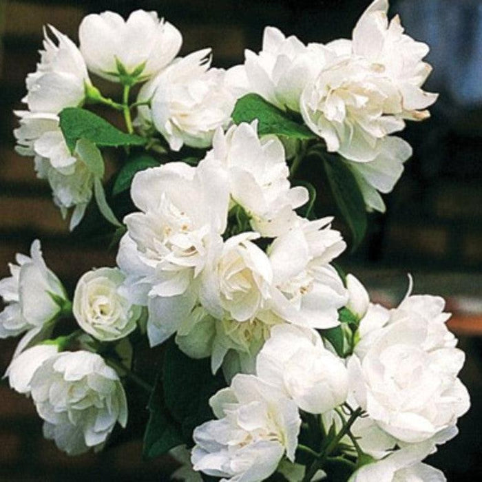 Philadelphus 'Snow White Fantasy'  - First Editions® Snow White™ Mockorange - Shipped