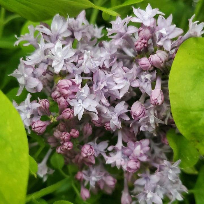 Syringa x hyacinthiflora 'Royal Purple'  - Royal Purple Lilac - Shipped