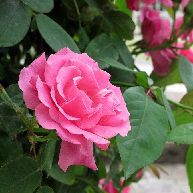 Zéphirine Drouhin Rose - Shipped