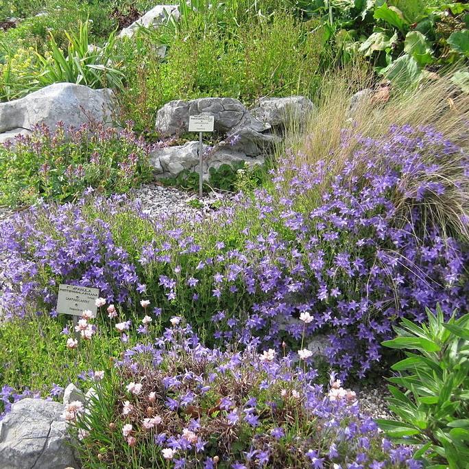 Blue Waterfall Bellflower - Shipped