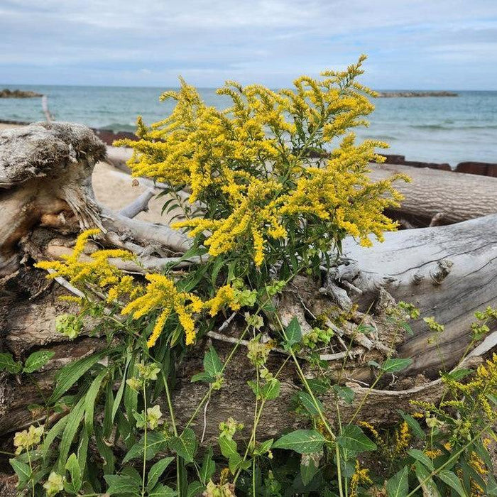 Solidago sempervirens  - Seaside Goldenrod - Shipped