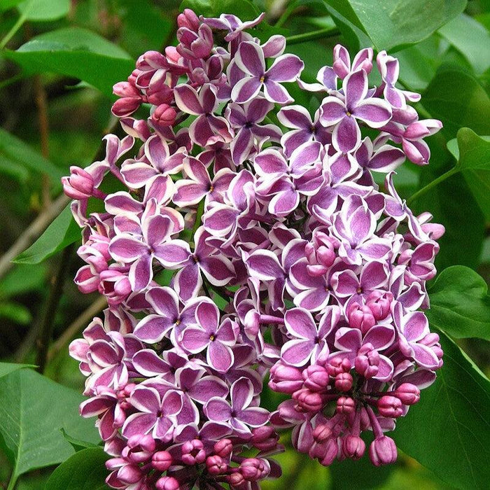 Syringa vulgaris 'Sensation'  - Sensation Lilac - Shipped