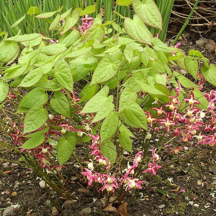 Epimedium rubrum  - Red Barrenwort, Bishop's Hat - Shipped