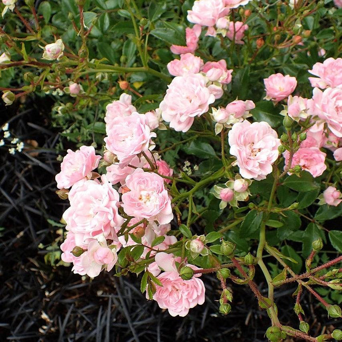 The Fairy Rose - Shipped