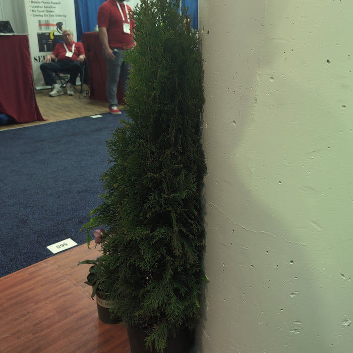 Thuja occidentalis 'Smaragd'  - Emerald Green Arborvitae - Shipped