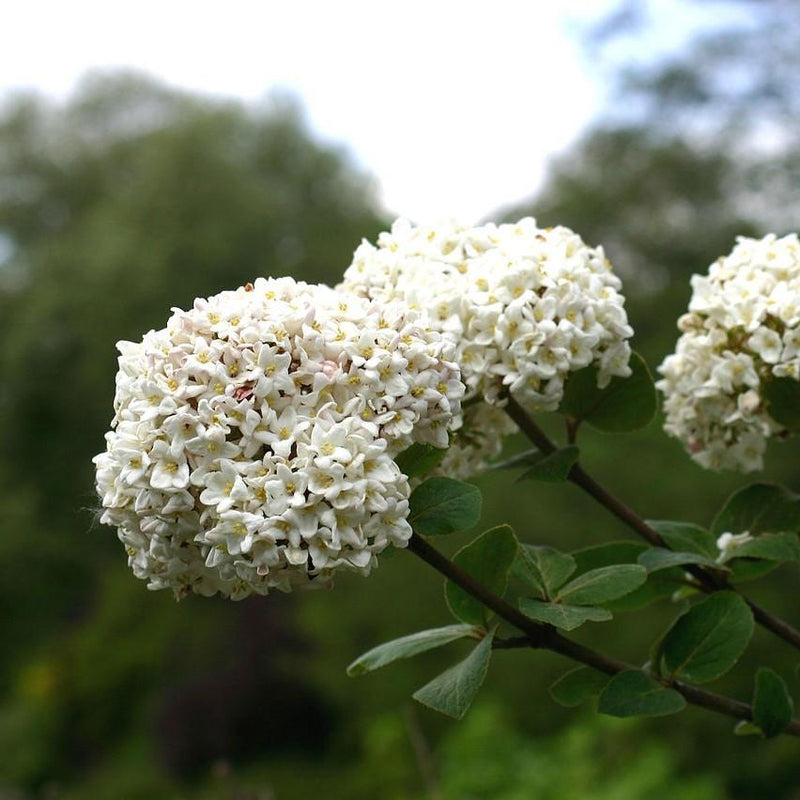 Korean Spice Viburnum - Shipped