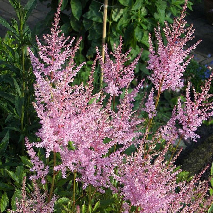 Astilbe simplicifolia 'Hennie Graafland'  - Hennie Graafland Star Astilbe - Shipped