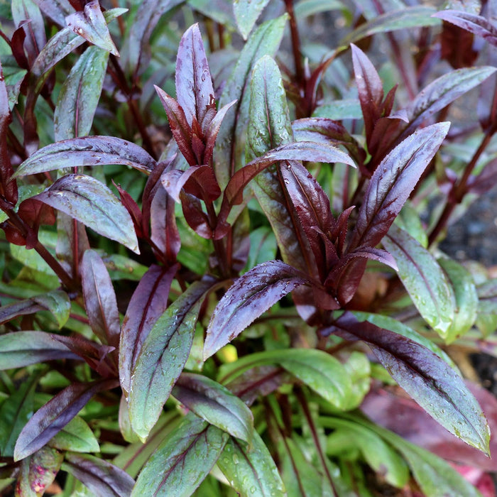 Penstemon digitalis 'TNPENDB'  - DAKOTA™ Burgundy Beardtongue - Shipped