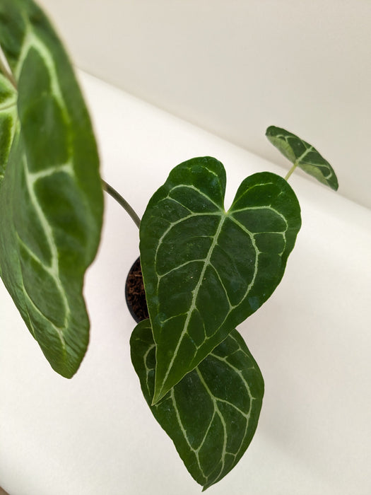 anthurium crystallinum & 39 Anthurium Crystallinum — The Gardeners' Choice