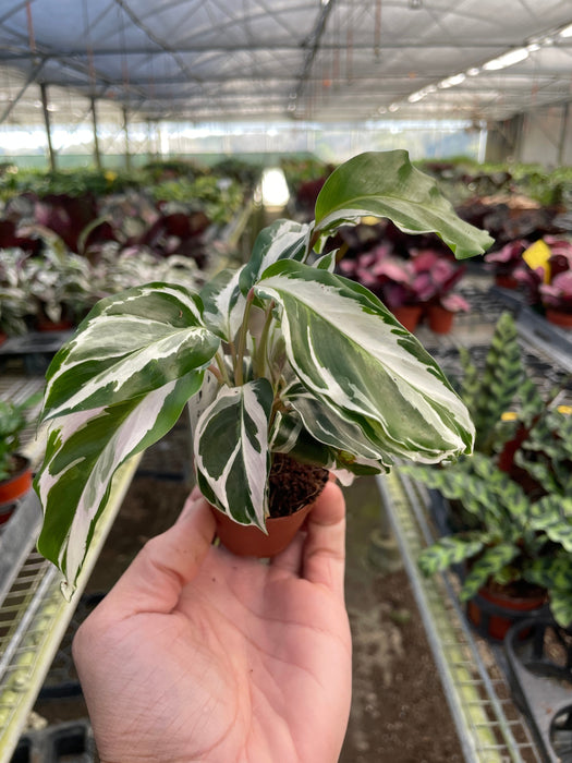 Calathea 'White Fusion'