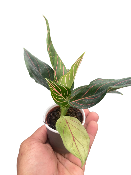aglaonema red vein Chinese Evergreen 'Red Vein' — The Gardeners' Choice