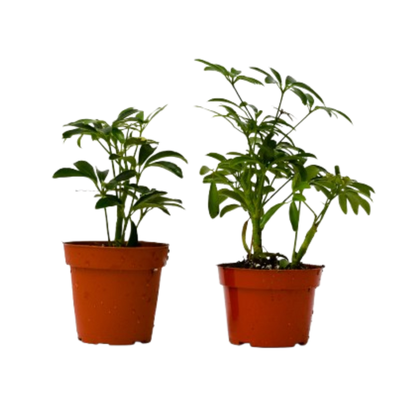 2 Different Schefflera Plants Variety Pack - 4" Pot