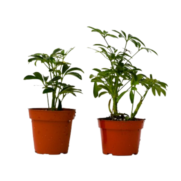 2 Different Schefflera Plants Variety Pack - 4" Pot