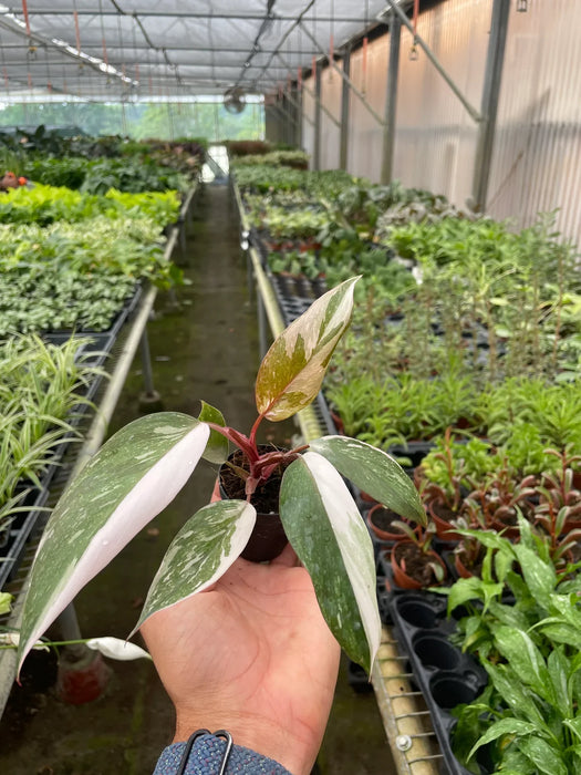 faux pink princess philodendron Philodendron 'Pink Princess'
