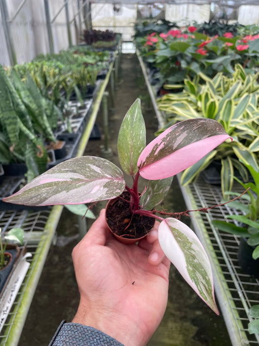 Philodendron 'Marble Pink Princess'