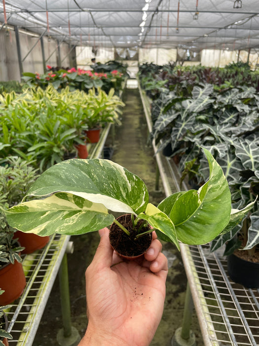 white pothos plant Pothos 'Albo Variegata' — The Gardeners' Choice