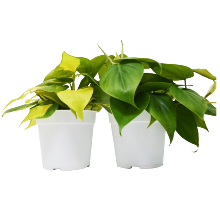 best pot for a philodendron 2-Pack Philodendron Variety Bundle