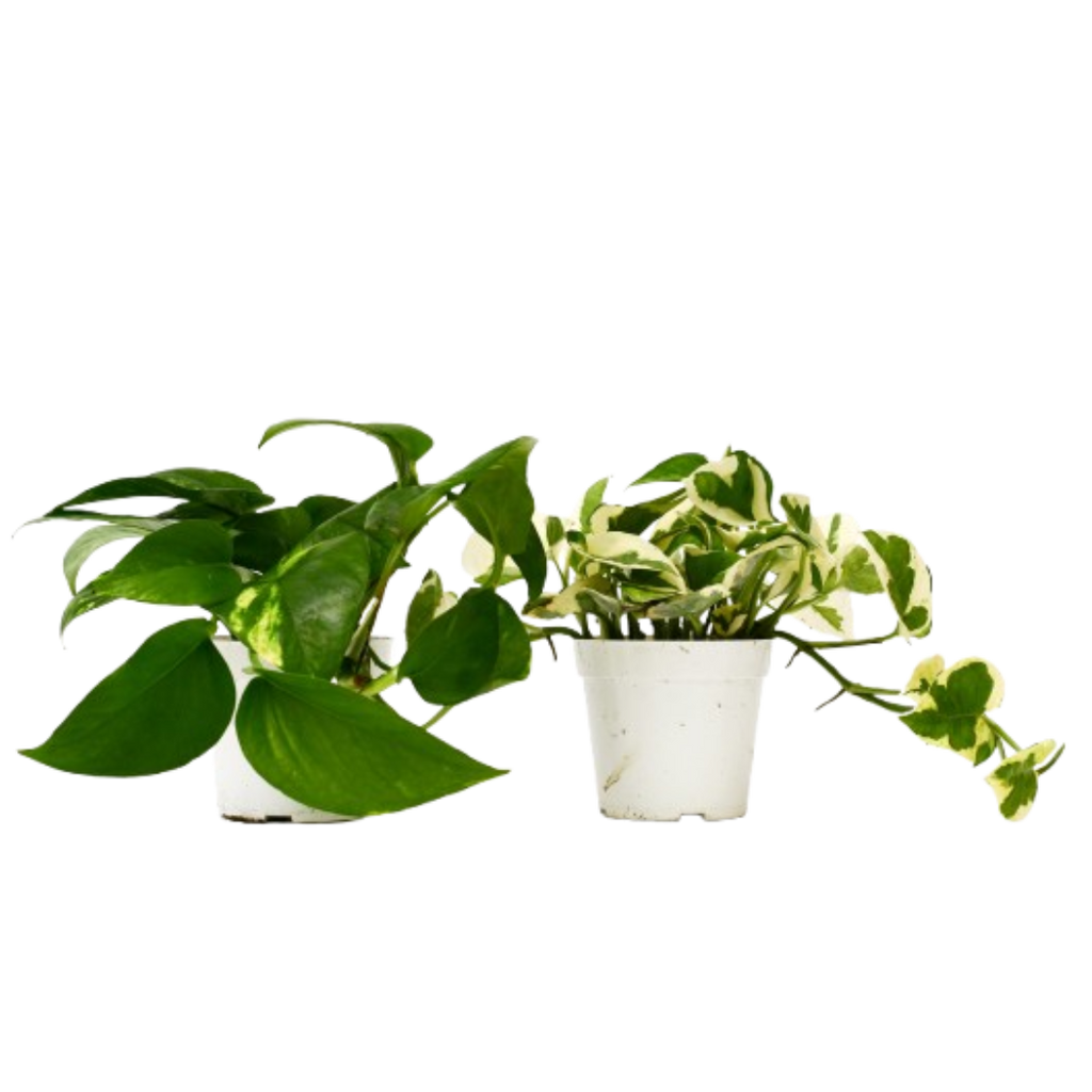 multi pack plant pots 2-Pack Pothos Variety Bundle 4" Live Trailing Plants by Succulents Box