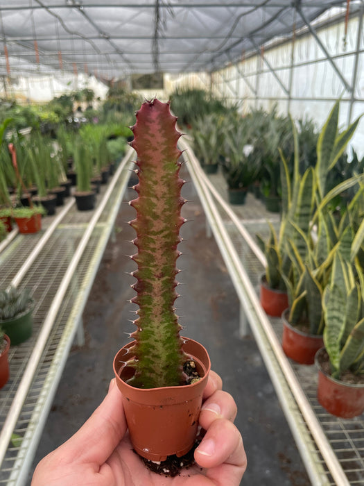 Succulent Euphorbia 'Trigona Rubra'