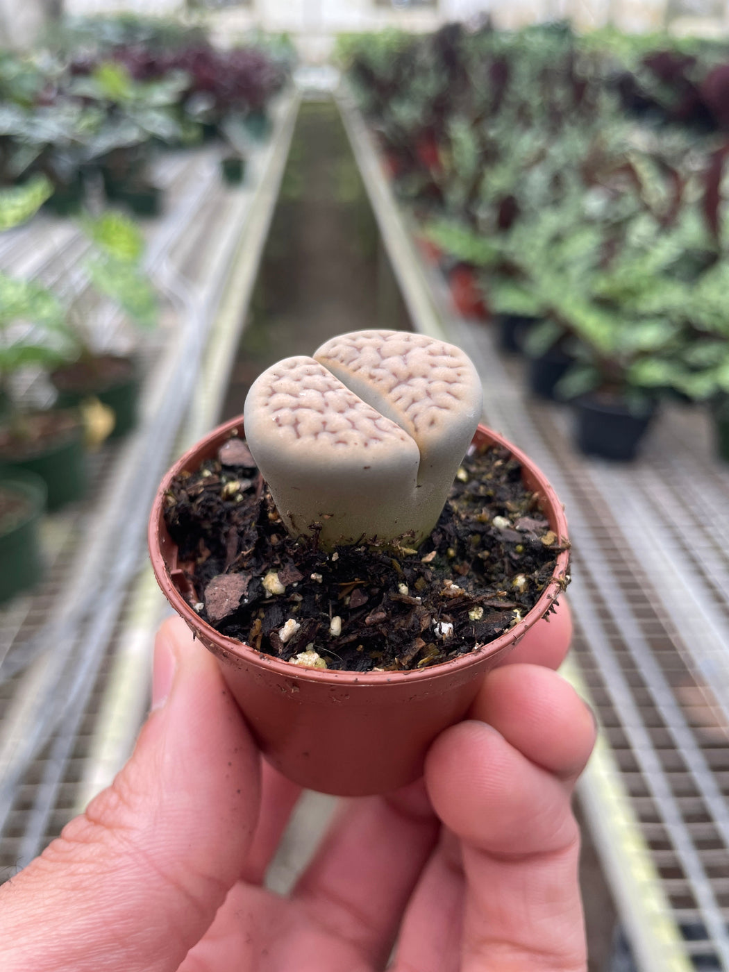 Lithop Living Stone — The Gardeners' Choice