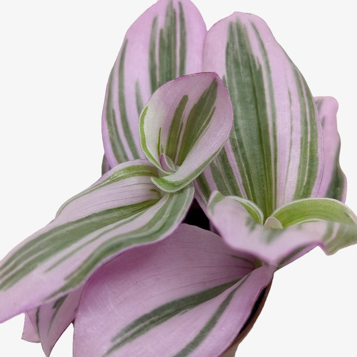 tradescantia nanouk succulent Tradescantia Nanouk