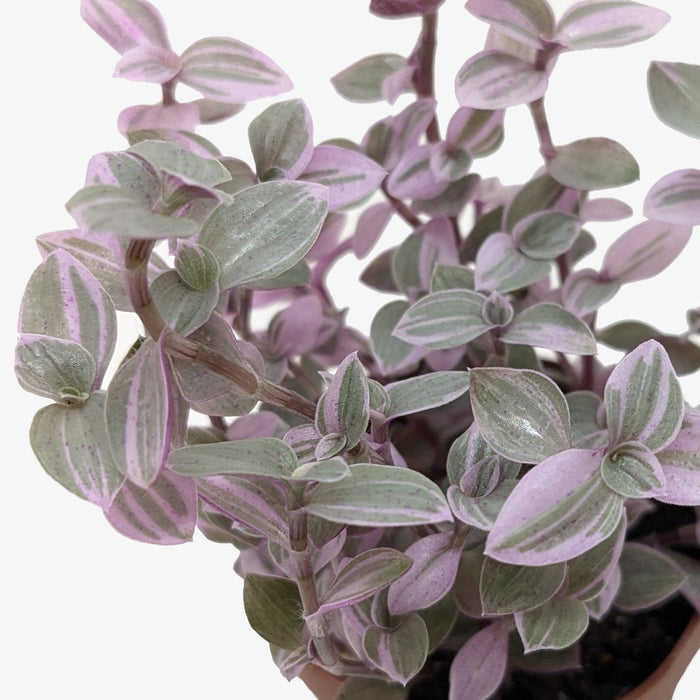 pink panther succulent Tradescantia Callisia 'Pink Panther'