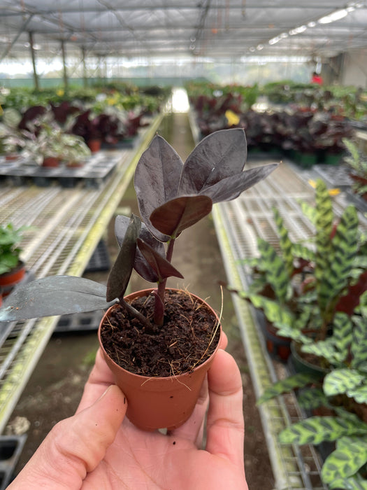 black zz plant for sale philippines ZZ Zamioculcas Black Queen