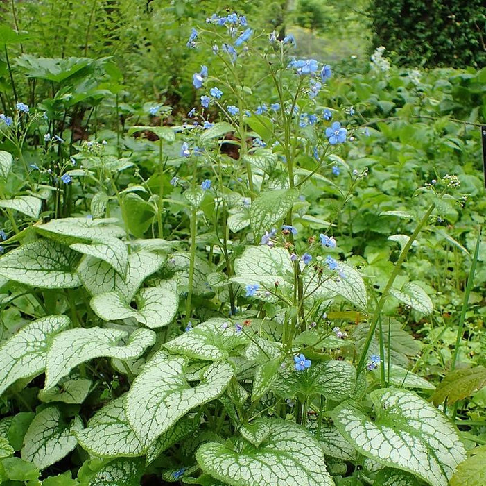 Brunnera macrophylla 'Jack Frost'  - Jack Frost Siberian Bugloss - Shipped