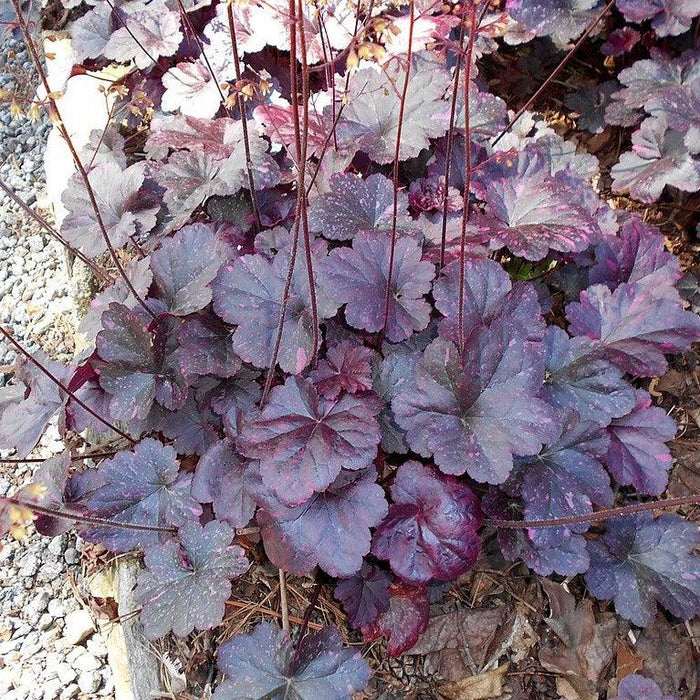 Heuchera x 'Midnight Rose'  - Midnight Rose Coral Bells - Shipped