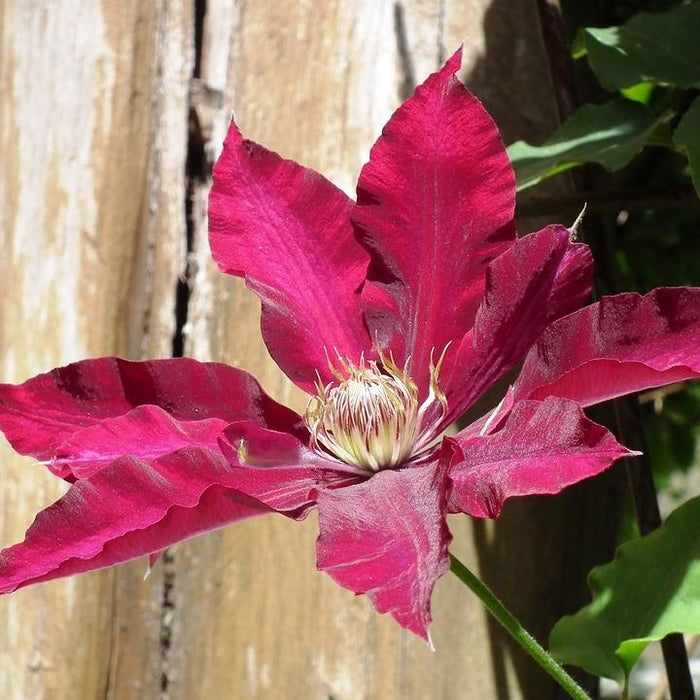 Clematis viticella 'Evipo016'  - Rebecca™ Clematis - Shipped