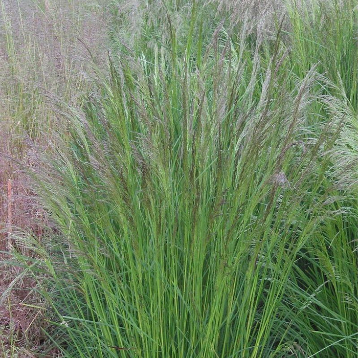 Deschampsia cespitosa  - Tufted Hairgrass - Shipped