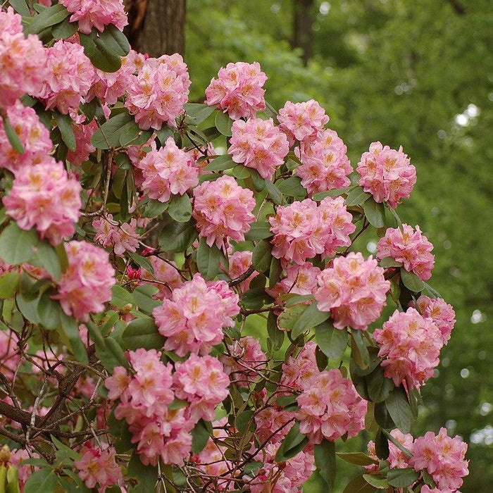 Scintillation Rhododendron - Shipped