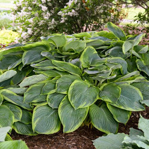 PW® Shadowland® Wu-La-La Hosta - Shipped