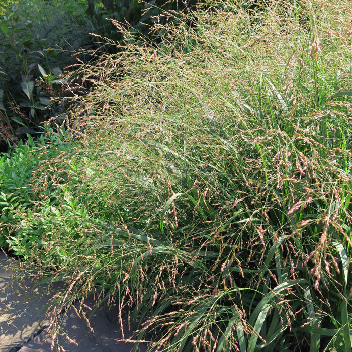 Panicum virgatum 'Cape Breeze'  - Cape Breeze Switch Grass, Panic Grass - Shipped