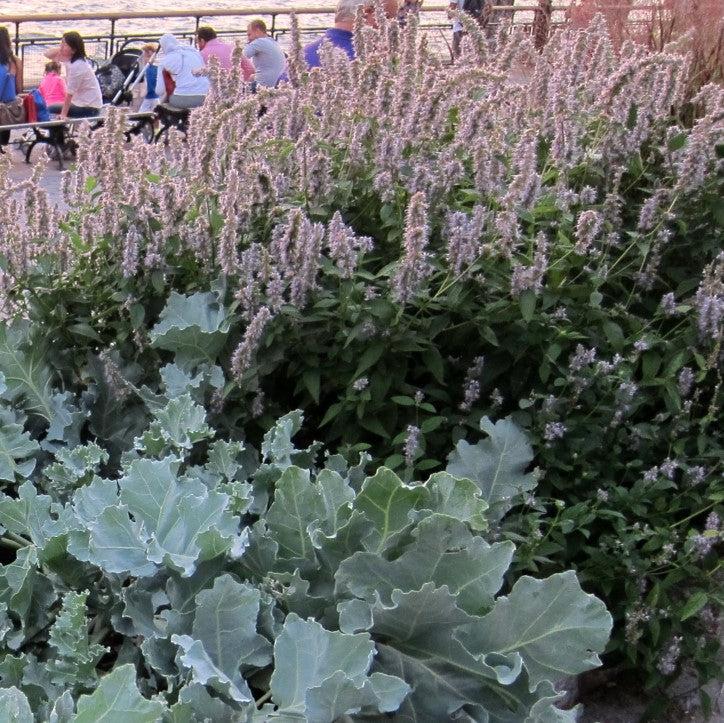 Blue Fortune Giant Hyssop - Shipped